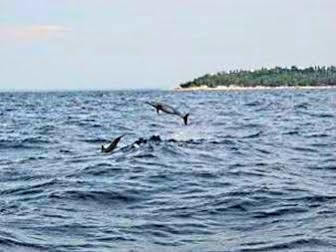 Pamilacan Island Tourist Inn And Restaurant Bohol Exteriör bild